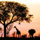 ЮЖНА АФРИКА – УНИКАЛНА ПРИРОДА